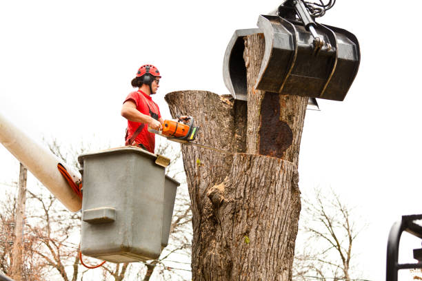 How Our Tree Care Process Works  in  Cranston, RI